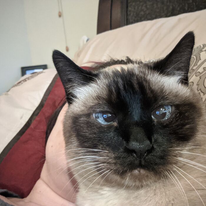 Kiki on a pillow, looking at the camera with her blue eyes