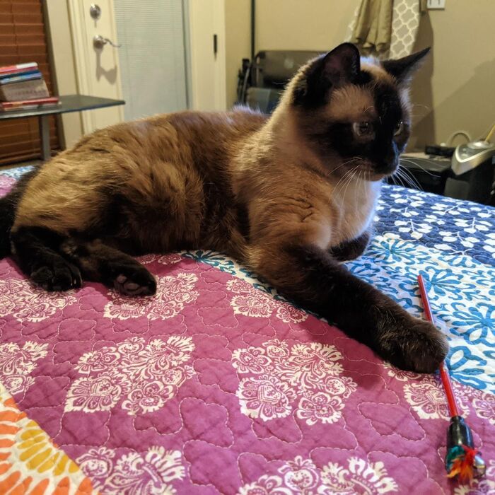 Kiki lying on a bright quilt