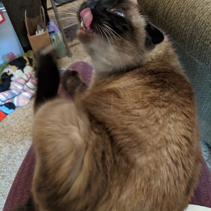 Kiki on a lap, grooming