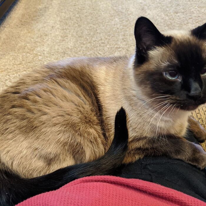 Kiki curled up on a lap