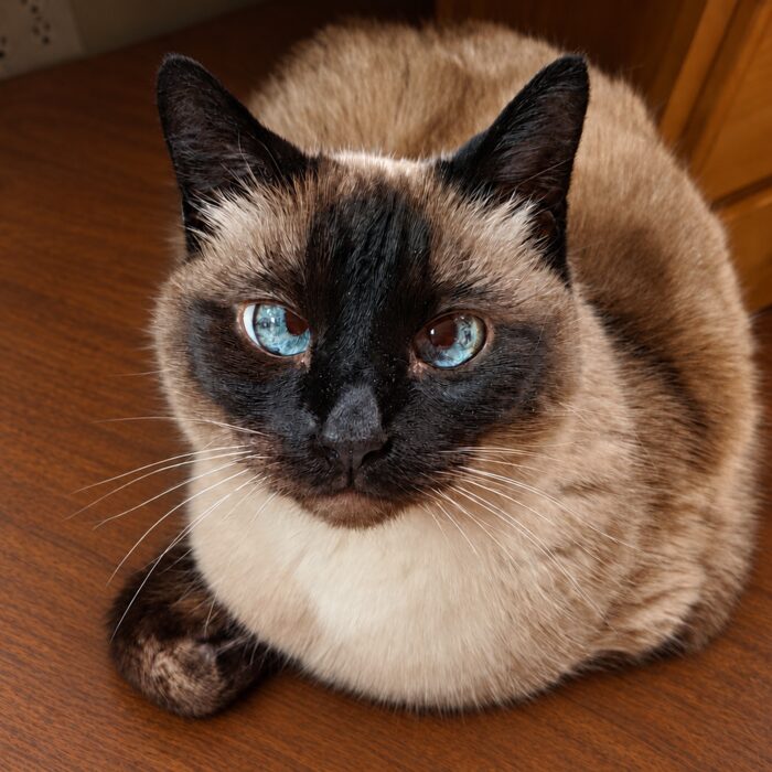 Kiki curled up on a wooden floor, looking up at the camera with her blue eyes
