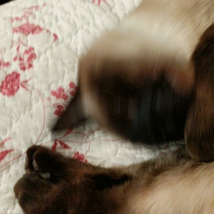 Kiki playing on the bed (animated)